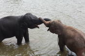 spielende Elefanten Sri Lanka