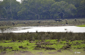 Büffelherde im Nationalpark Wilpattu