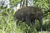Elefant bei Gal Oya, Sri Lanka