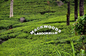 Teeplantage Mackwoods Limited