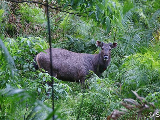 Sambar (Cervus unicolor)