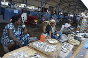 Fischmarkt in Negombo