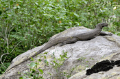 Bindenwaran (Varanus salvator)