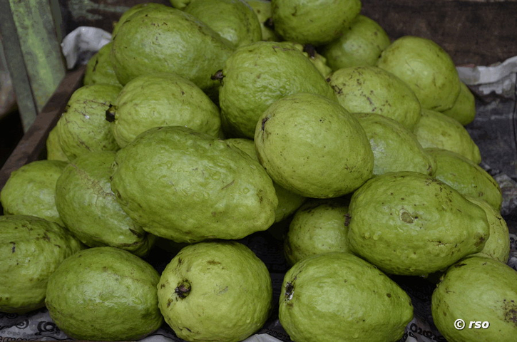 Guaven, Psidium guajava