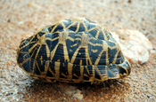 Indische Sternschildkröte, Indian Star Tortoise, Geocheloe elegans