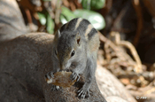 Palmenhörnchen beim Essen