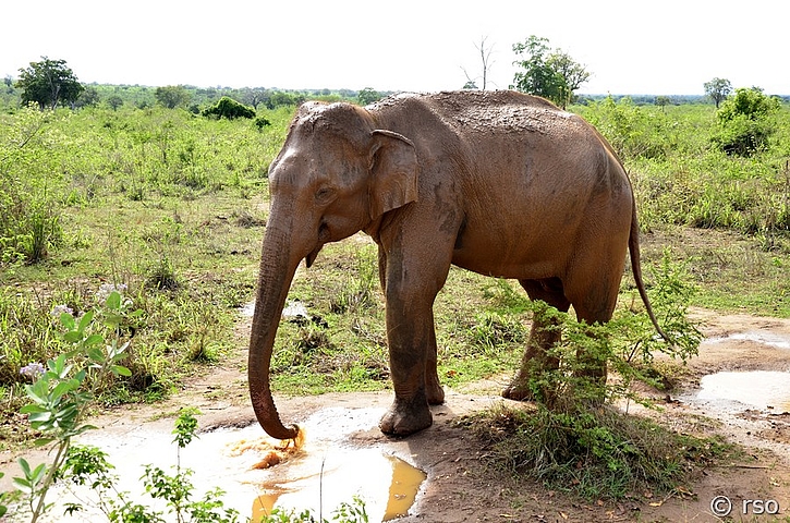 Elefant im Nationalpark Udawalawe
