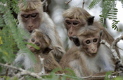 Makaken im Nationalpark Bundala