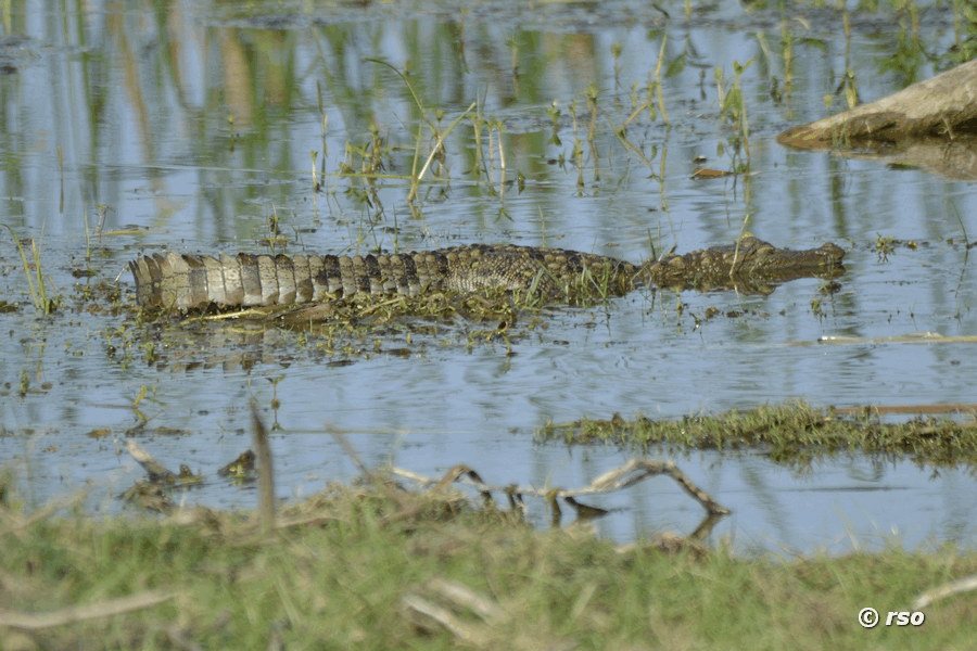 Sumpfkrokodil (Crocodylus palustris)