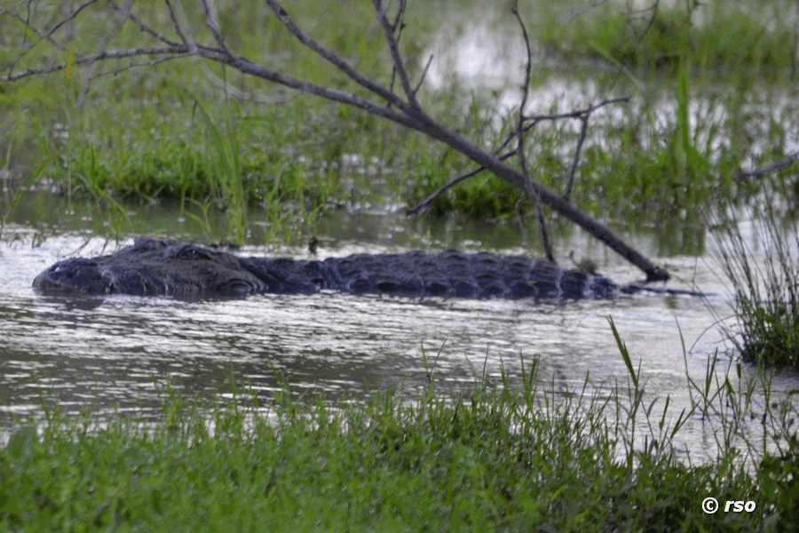 Sumpfkrokodil (Crocodylus palustris)