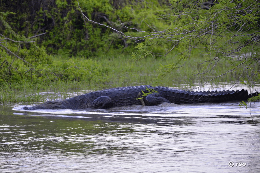 Sumpfkrokodil (Crocodylus palustris)