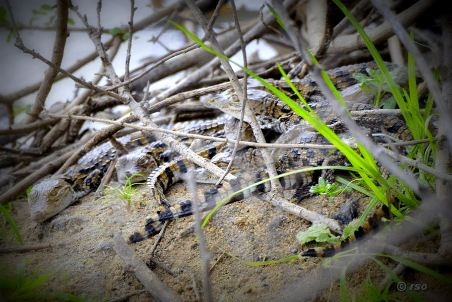 Sumpfkrokodile (Crocodylus palustris)
