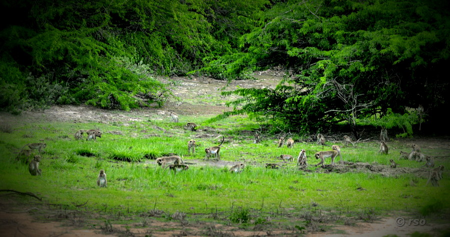 Makaken-Familien im Nationalpark Bundala