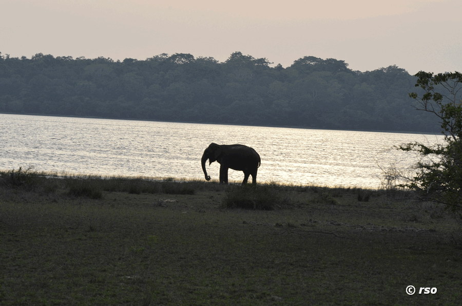 Elefant im Nationalpark Wilpattu