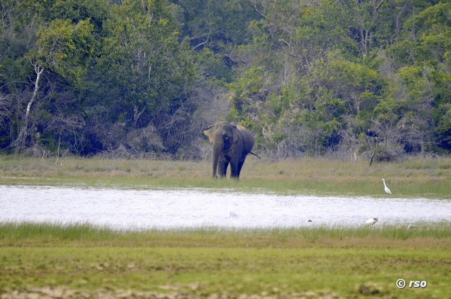 Elefant am See
