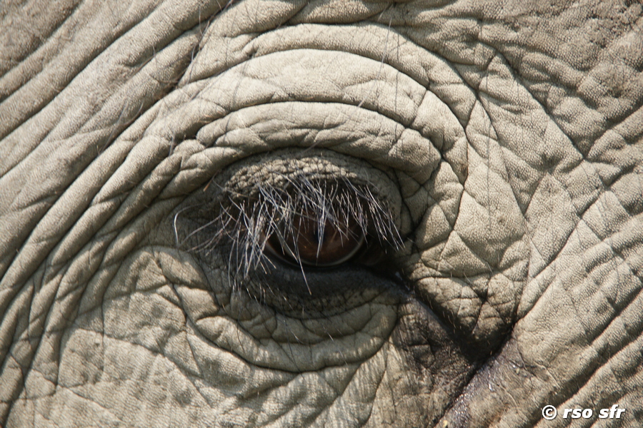 Elefantenauge
