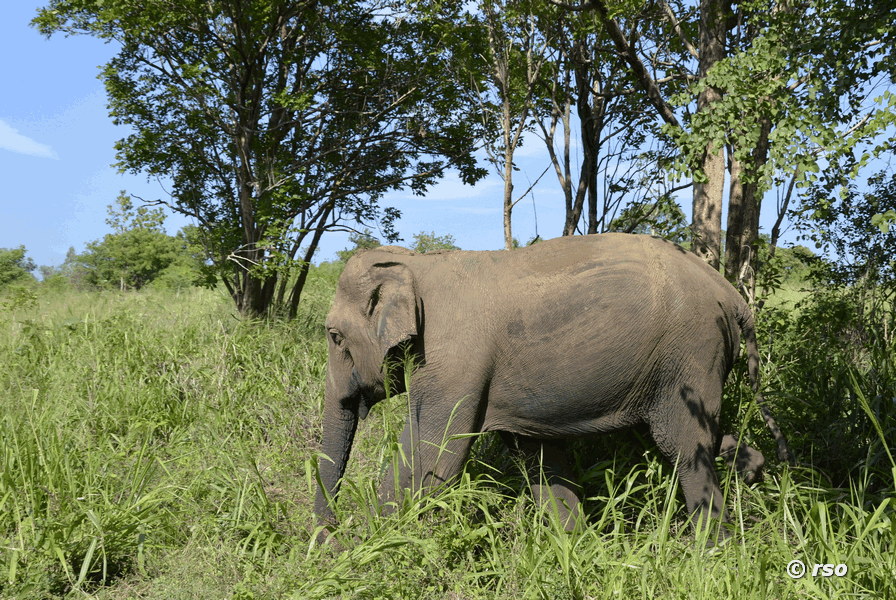 Elefant bei Gal Oya
