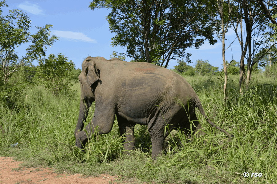 Elefant bei Gal Oya