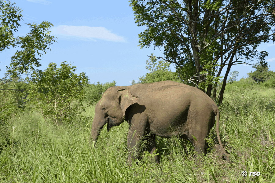 Elefant bei Gal Oya