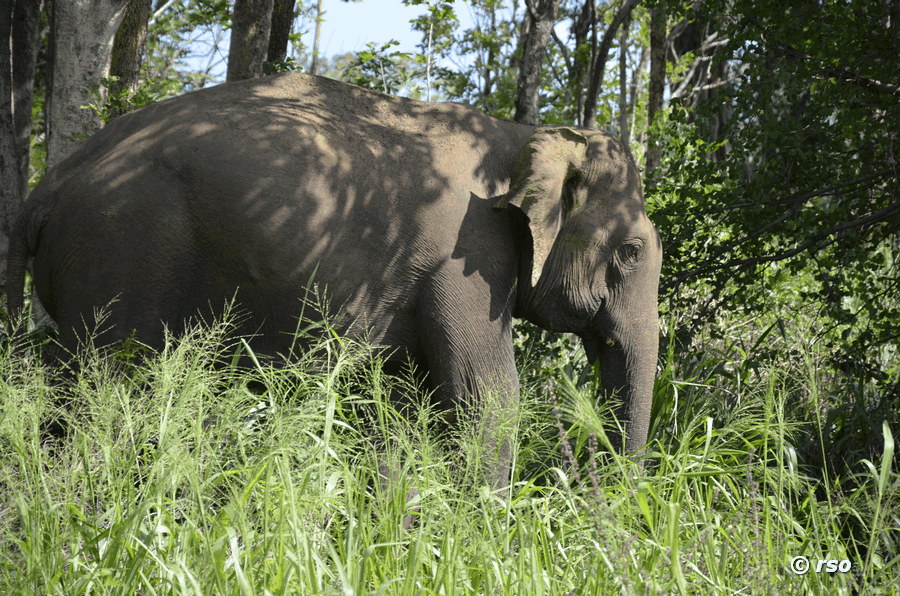 Elefant bei Gal Oya