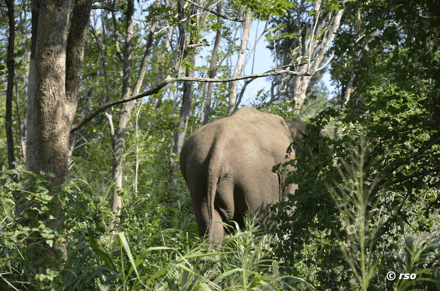 Elefant von hinten