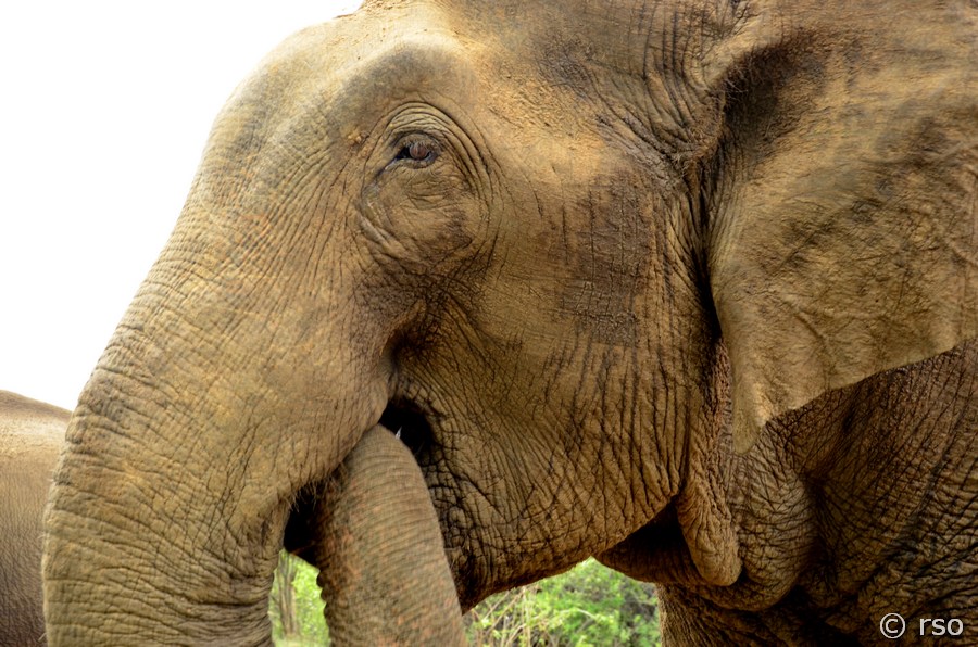 Elefant von nahem