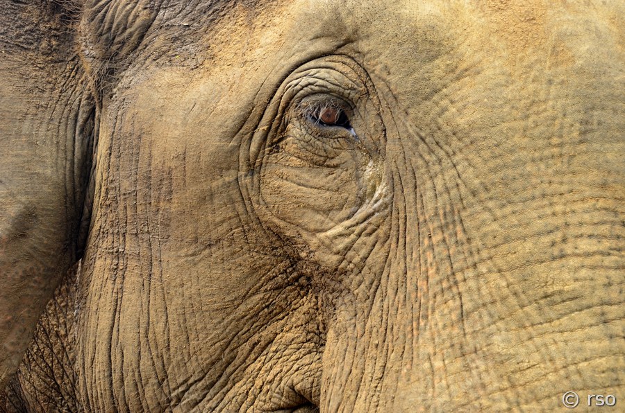 Elefant von nahem
