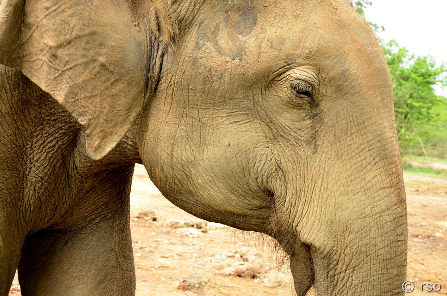 Elefant von nahem