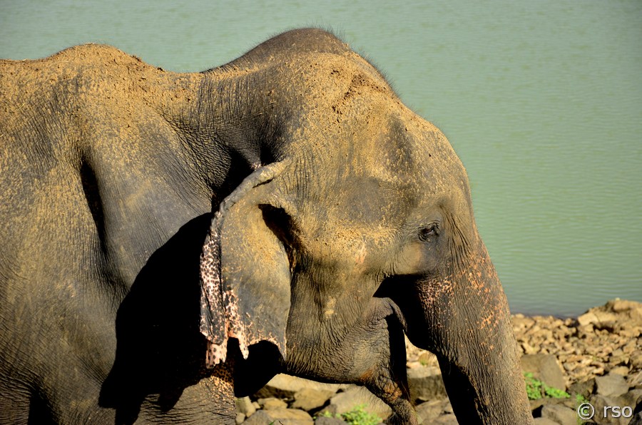 Elefant im Nationalpark Udawalawe