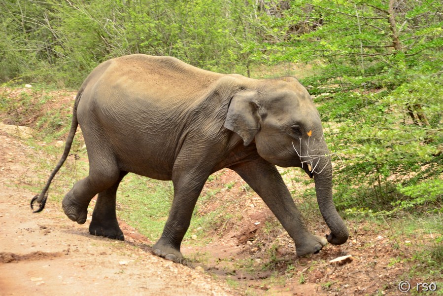 Elefant