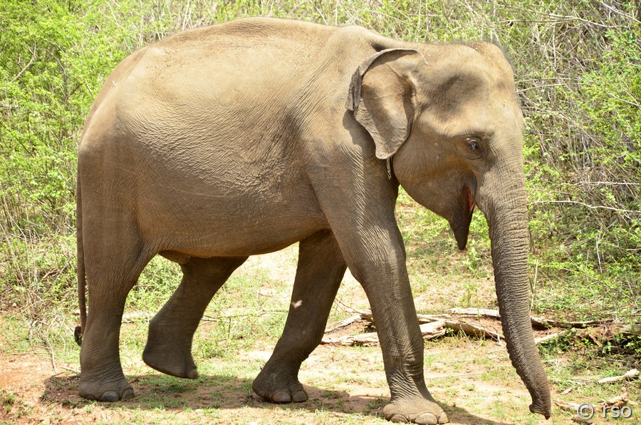 Elefant