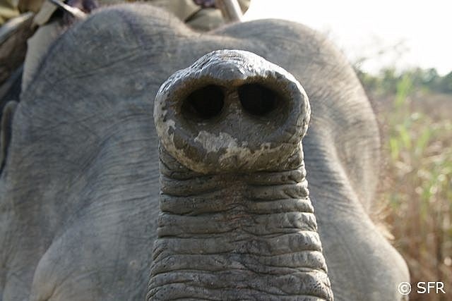 Elefantenruessel