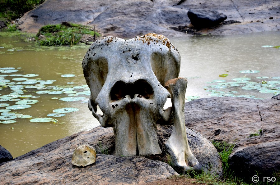 Elefantenschädel im Nationalpark Yala