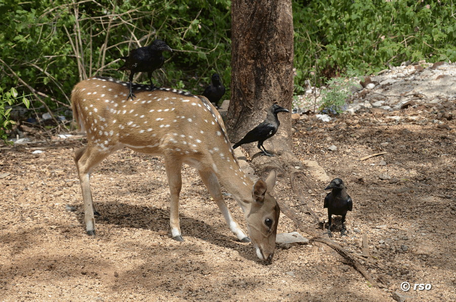 Axishirsch im Fort Frederick in Trincomalee