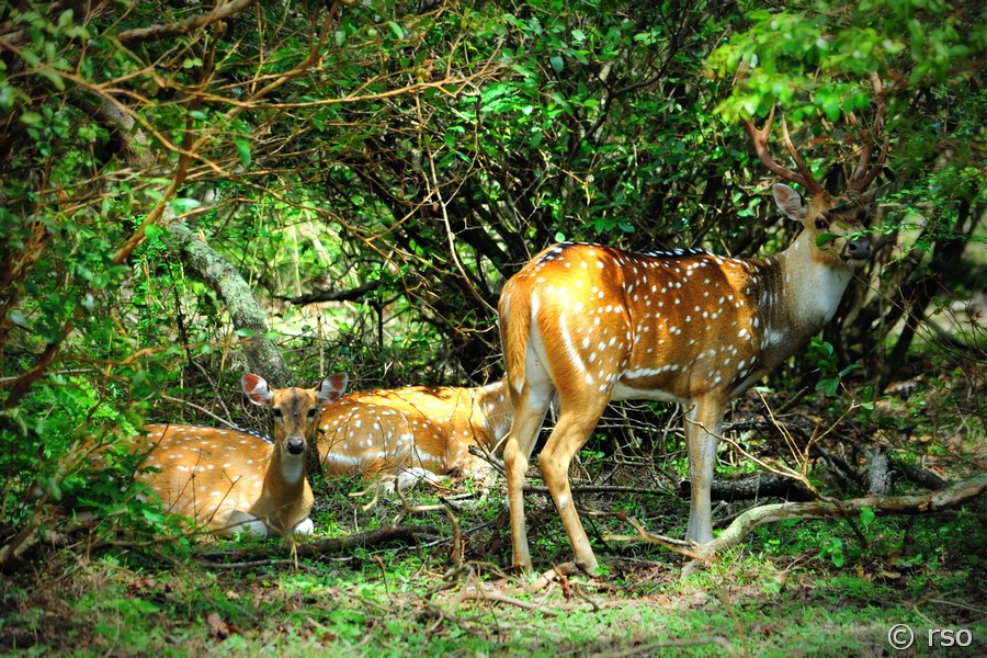 Axishirsche im Nationalpark Wilpattu