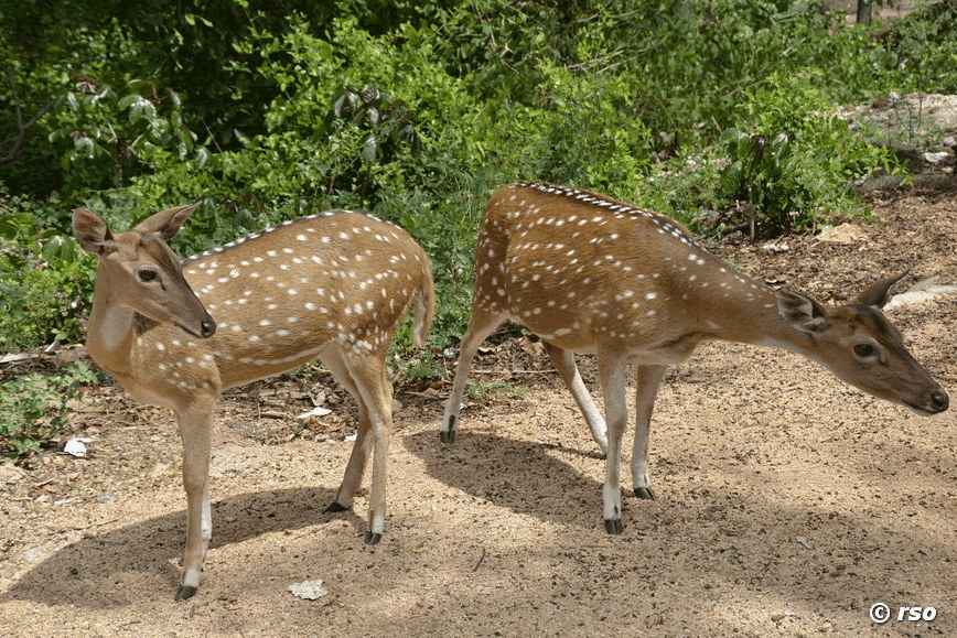 Axishirsche im Fort Frederick in Trincomalee