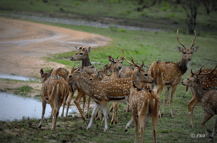 Axishirsche im Nationalpark Yala