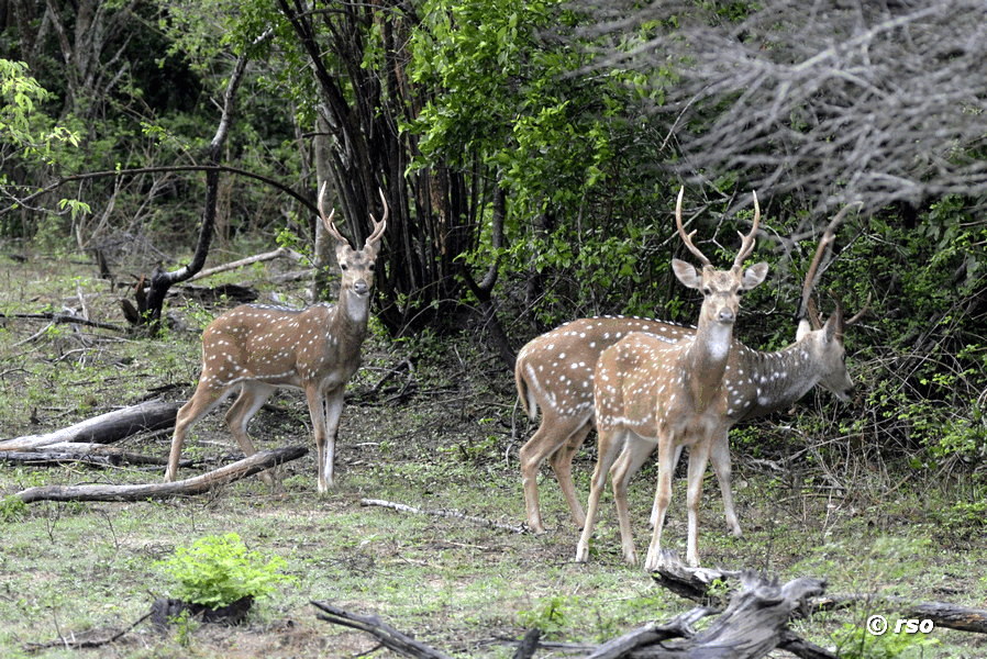 Axishirsche im Nationalpark Yala
