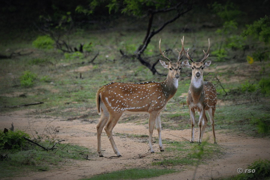Axishirsche im Nationalpark Yala