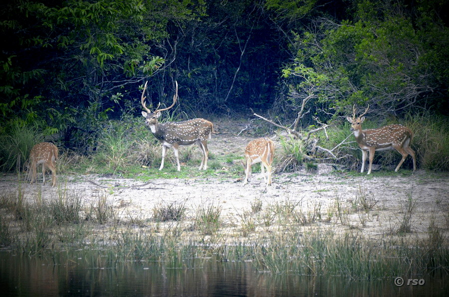 Axishirsche im Rudel im Nationalpark Wilpattu
