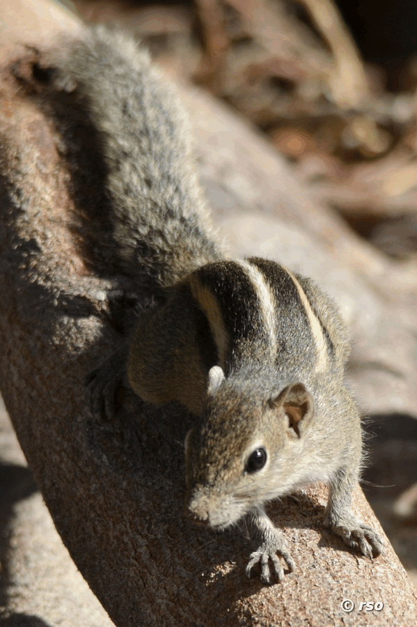 Palmenhörnchen
