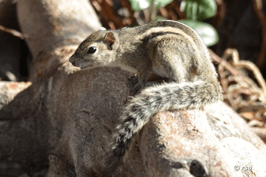 Palmenhörnchen