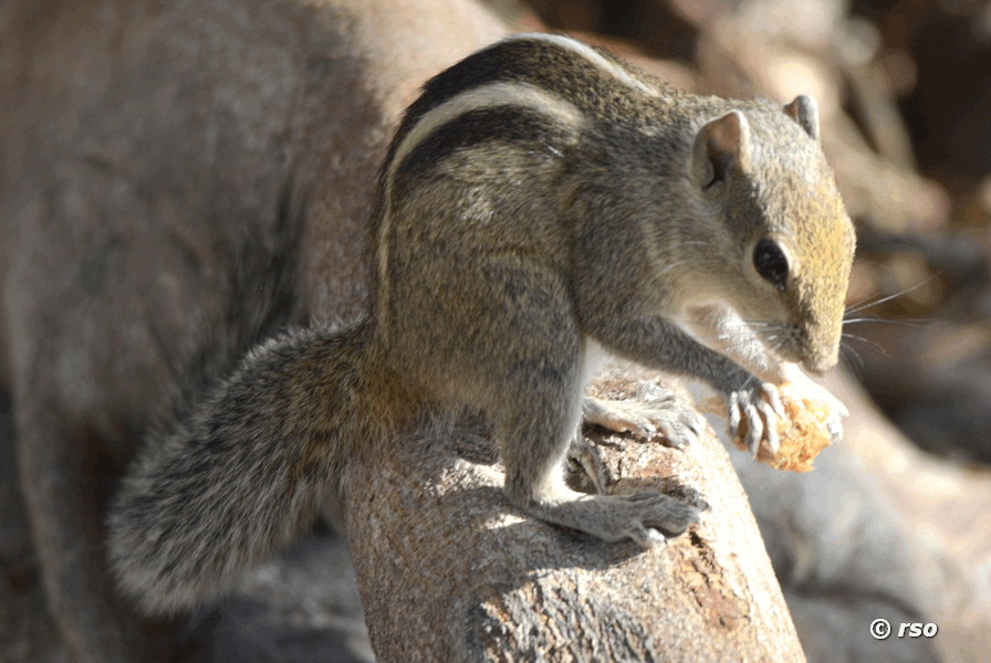 Palmenhörnchen