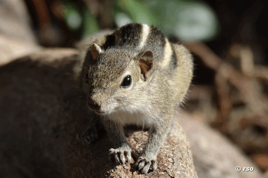 Palmenhörnchen