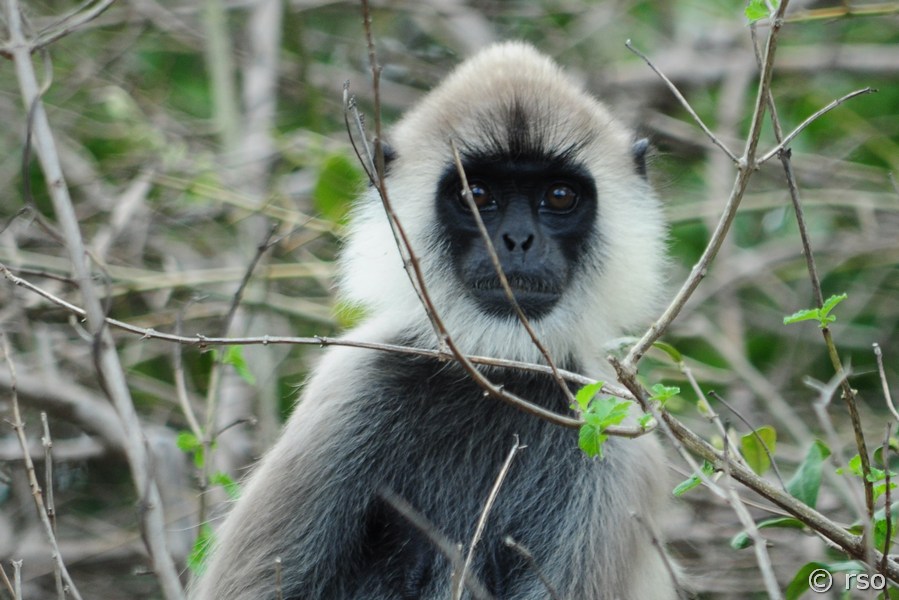 Grauer Languraffe