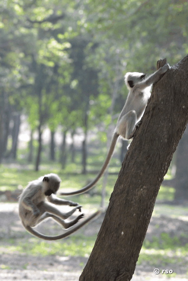 Hanuman-Jungaffen in Mihintale