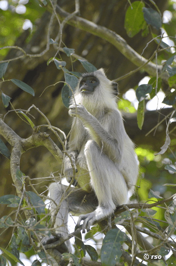 Hanuman-Langur