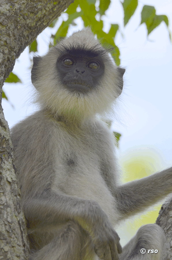 Hanuman-Langur