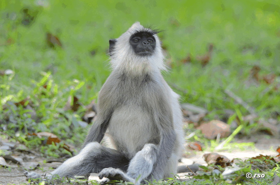 Hanuman-Langur