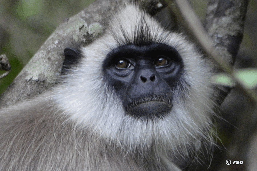 Hanuman-Langur im Nationalpark Wilpattu